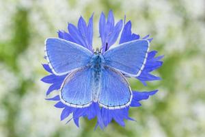 close up of blue butterfly sitting on cornflower photo