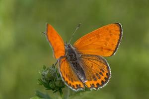 close up of orange butterfly with opened wings in green grass photo