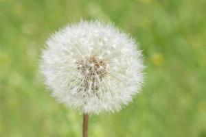 close up of fluffy blowball head in green grass photo