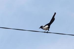 curioso urraca sentado en eléctrico cable en contra azul cielo foto