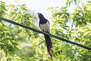 close up of magpie sitting on wire against green trees photo