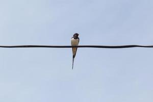 swallow sitting on wire against blue sky photo