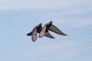 two rock doves flying close to each other in a blue sky photo