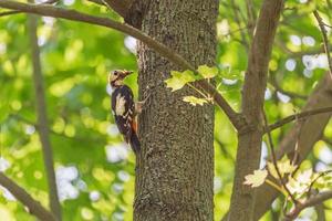 woodpecker gathering insects on trunk of tree photo