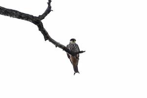 falcon sitting on branch of dry tree isolated on white photo