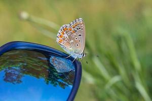 lycaenidae butterfly sitting on blue sunglasses against green grass photo