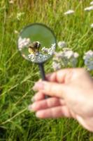 Bumblebee under a magnifying glass in a field on a flower. Hand holds magnifier. Selective focus on the insect. The background is blurry. photo