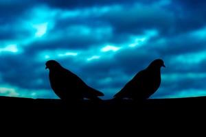 Pareja ruptura concepto. el silueta de dos palomas peleado y sentar aparte en contra un melancólico cielo. el nubes son borroso oscuro azul. horizontal. foto