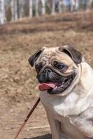 Portrait of a pug with his tongue hanging out against a blurred forest. Brown leash. Copy space. Vertical. photo