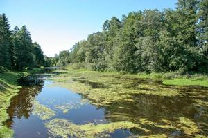 Overgrown river in summer with duckweed, algae and reflection of trees. Blue sky. Deciduous trees. The river is weak. photo