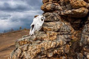 el cráneo de el animal mentiras en el piedras alargado cráneo forma. un melancólico cielo con nubes es visible. horizontal. foto