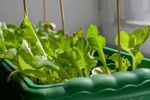 Growing lettuce in a box for seedlings on a window sill by the window. Growing lettuce at home. Sunlight from the window. Vertical sticks in the ground. Shallow depth of field. Horizontal. photo