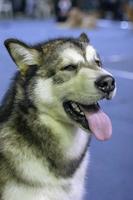 Portrait of a relaxed sitting husky dog with his mouth open, visible teeth and protruding tongue. Wool is fluffy, white and black. Background blue blurred. Isolate photo