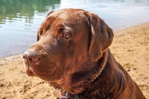 Close-up portrait of a Labrador on a background of a lake with a sandy shore in sunny summer weather. The dog has a collar, brown fur. Selective focus on the eyes. photo