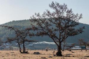 arboles en un antecedentes de montañas. debajo el montañas son de madera antiguo casas allí es hermosa fumar viniendo desde el tubería. allí es un sitio para el inscripción. foto