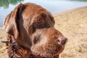 Close-up portrait of an adult Labrador dog on a background of a lake with sand. photo