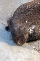 A beaver lies and sleeps on a concrete floor. Big black mustache, closed eyes, brown coat. Vertical frame. photo