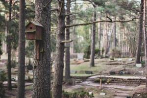 Birdhouse on a thick tree painted with red paint. Tinted color photo. Blurred background. Horizontal. photo