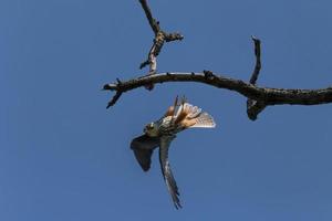 close up of falcon flying off dry branch against blue sky photo