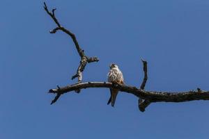 falcon sitting on dry branch against blue sky photo