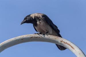 close up of hooded crow sitting on rusty metal pipe against blue sky photo