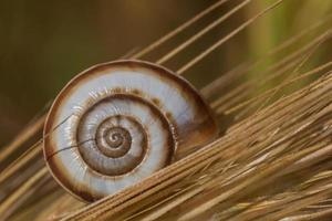 cerca arriba de cáscara de caracol en un salvaje centeno foto