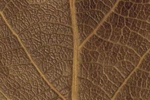 close up of dry dark brown leaf texture photo