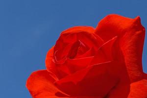 close up of red rose flower against blue sky photo