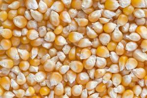 close up of popcorn seeds background photo