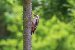 cerca arriba de pájaro carpintero sentado en maletero de árbol en parque a verano foto