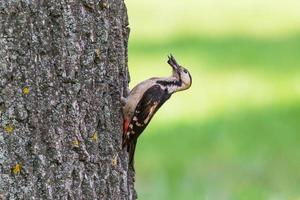 cerca arriba de pájaro carpintero comiendo algunos error en maletero de árbol foto