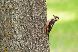 cerca arriba de pájaro carpintero sentado en maletero de árbol a verano foto