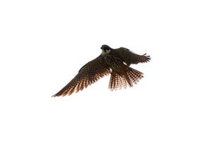 falcon in flight isolated on white background photo