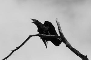 black and white photo of crow croaking on dry branch