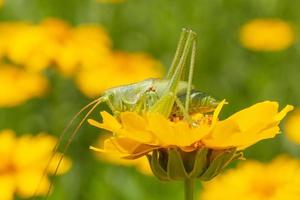 cerca arriba de verde saltamontes sentado en amarillo flor foto