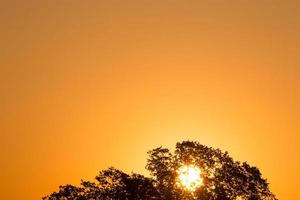 paisaje con Dom creciente detrás árbol foto