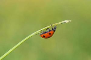 close up of ladybug runninf upside down on a stem photo