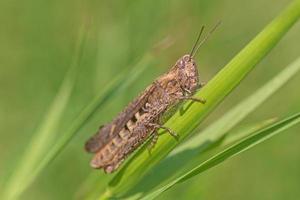 close up of grasshopper sitting on blade in grass photo