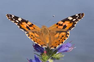 close up of Painted Lady butterfly sitting on blue flower photo