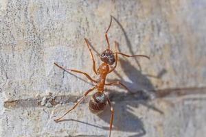 cerca arriba de hormiga corriendo en abedul árbol foto