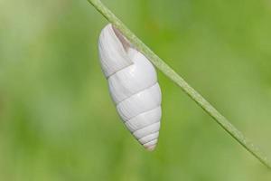 close up of spiral shell of snail hanging on stem photo