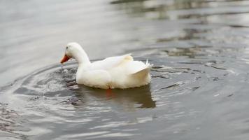 Visualizza di il anatre nuoto nel il lago. video