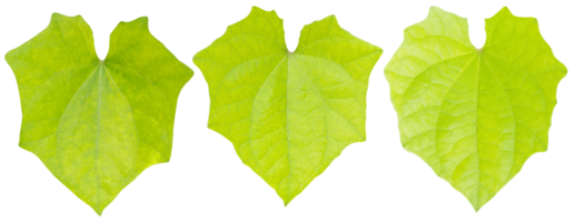 Green leaf isolated for decorative png