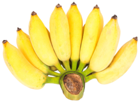 Ripe Pisang Awak banana png