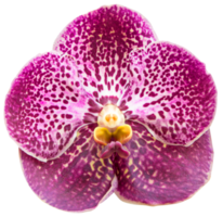 Purple orchid isolated for decorative png