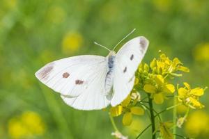 close up of white cabbage butterfly sitting on yellow flowers photo