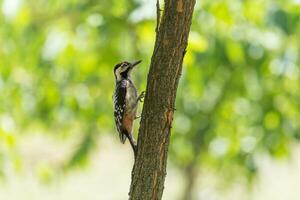 close up of woodpecker sitting on trunk of tree at summer photo