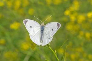 white cabbage butterfly sitting on wild yellow flowers photo