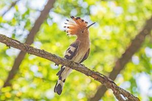 close up of hoopoe sitting on branch of tree photo