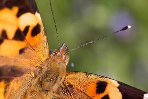 close up of Painted Lady butterfly photo